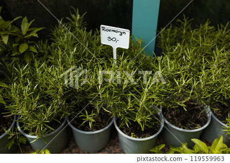 Various potted herbs like oregano, marjoram or rosemary being sold at market. Edible Fresh rosemary herbs in grey plastic flower pots stand in a farmer market 119559963
