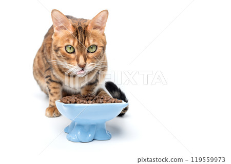 Bengal cat eating dry food. 119559973