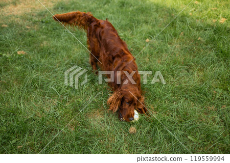 Adorable pet Irish Setter dog playing with toy at green grass lawn at backyard. Dog training.  119559994