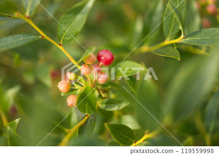 Blueberries ripen in summer garden, Vaccinium angustifolium organic blueberry produce. Northern blueberry or sweet hurts (Vaccinium boreale) cultivated at bio farm Blueberries ripen in summer garden, Vaccinium angustifolium organic blueberry produce. Northern blueberry or sweet hurts (Vaccinium boreale) cultivated at bio farm 119559998