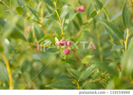 Blueberries ripen in summer garden, Vaccinium angustifolium organic blueberry produce. Northern blueberry or sweet hurts (Vaccinium boreale) cultivated at bio farm Blueberries ripen in summer garden, Vaccinium angustifolium organic blueberry produce. Northern blueberry or sweet hurts (Vaccinium boreale) cultivated at bio farm 119559999