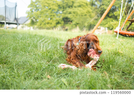 Happy funny Irish Setter dog enjoying and playing with rope toy outdoors at green grass lawn at back yard. The concept of dog training. Happy funny Irish Setter dog enjoying and playing with rope toy outdoors at green grass lawn at back yard. The concept of dog training. 119560000