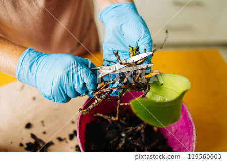 Gardening home. Woman farmer preparing to replant orchid plants by use a shovel to scoop the soil into the pot. Indoor gardening hobbies and jobs indoor plants at home. 119560003
