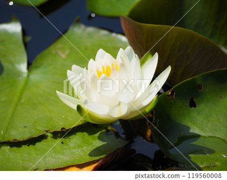 White water lily White water lily 119560008