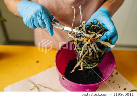 Portrait of happy female gardener working in home garden in blue gloves holds a trowel with fresh soil, preparing to care for her houseplant.  119560011