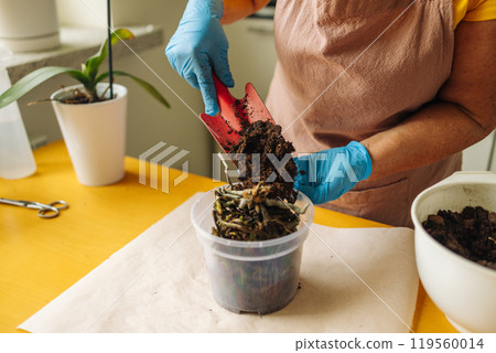 Portrait of happy female gardener working in home garden in blue gloves holds a trowel with fresh soil, preparing to care for her houseplant.  119560014