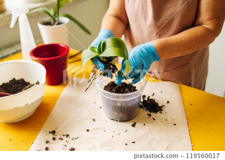 Gardening home. Woman farmer preparing to replant orchid plants by use a shovel to scoop the soil into the pot. Indoor gardening hobbies and jobs indoor plants at home. Gardening home. Woman farmer preparing to replant orchid plants by use a shovel to scoop the soil into the pot. Indoor gardening hobbies and jobs indoor plants at home. 119560017