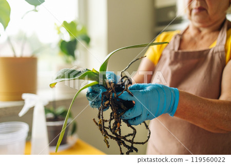 Gardening home. Woman farmer preparing to replant orchid plants by use a shovel to scoop the soil into the pot. Indoor gardening hobbies and jobs indoor plants at home. 119560022