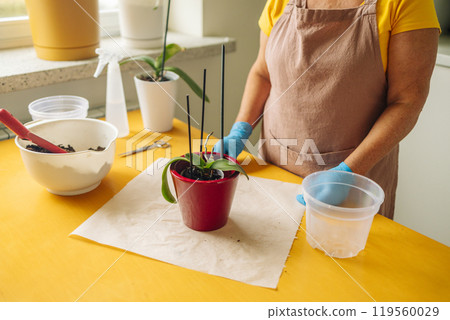 Gardening home. Woman farmer preparing to replant orchid plants by use a shovel to scoop the soil into the pot. Indoor gardening hobbies and jobs indoor plants at home. Gardening home. Woman farmer preparing to replant orchid plants by use a shovel to scoop the soil into the pot. Indoor gardening hobbies and jobs indoor plants at home. 119560029