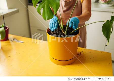 Smiling caucasian senior 60s woman in apron working in home garden and caring about indoor monstera plant.  119560032