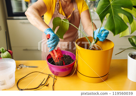 Person engaged in planting a houseplant monstera. Wearing protective gloves, he pours drainage, small stones into the pot. There are tools for working with plants on the table. 119560039