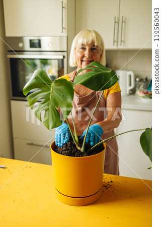Smiling caucasian senior 60s woman in apron working in home garden and caring about indoor monstera plant.  119560043