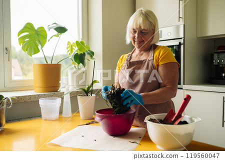 Transplant orchids at home. Planting tools with bark soil, pot and moss. Orchid transplant process. Small young phalaenopsis orchid.  119560047