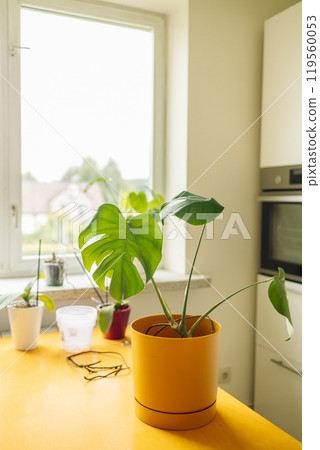 Monstera Monkey Mask or Obliqua or Adansonii leaves. Home plants in yellow pot at kitchen table. Minimalism urban jungle and garden room. Monstera Monkey Mask or Obliqua or Adansonii leaves. Home plants in yellow pot at kitchen table. Minimalism urban jungle and garden room. 119560053