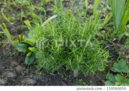 Fresh Rosemary Herb grow outdoor. Rosemary leaves Close-up. Fresh Rosemary Herb grow outdoor. Rosemary leaves Close-up. 119560059