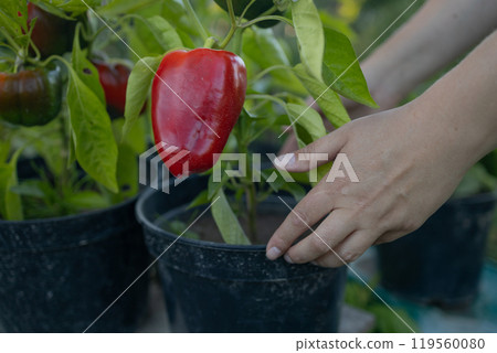 Woman hand holding a potted pepper plant with freshly picked red bell peppers, highlighting home gardening and organic harvest. Woman hand holding a potted pepper plant with freshly picked red bell peppers, highlighting home gardening and organic harvest. 119560080