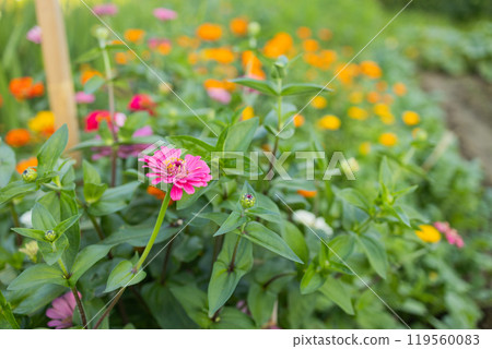 Sunny summer day.In a flower bed in a large number various zinnias grow and blossom. Sunny summer day.In a flower bed in a large number various zinnias grow and blossom. 119560083