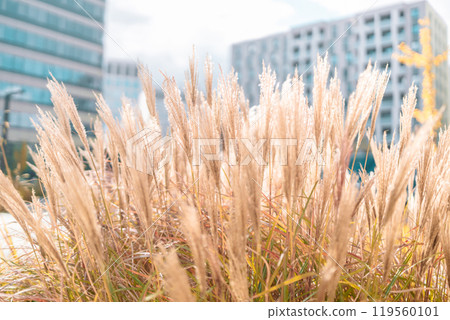 Abstract natural background of soft plants Cortaderia selloana. Pampas grass on a blurry bokeh. 119560101