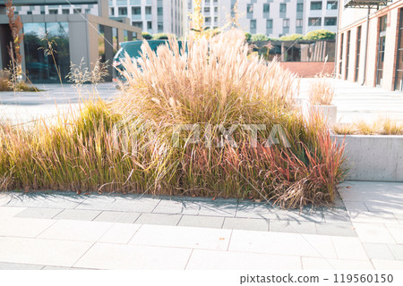 Abstract natural background of soft plants Cortaderia selloana. Pampas grass on a blurry bokeh. 119560150