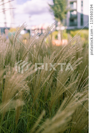 Abstract natural background of soft plants Cortaderia selloana. Pampas grass on a blurry bokeh. 119560194
