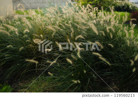 Close-up of Pennisetum villosum, ornamental grass. A field of tall grass with a few flowers in the backyard Close-up of Pennisetum villosum, ornamental grass. A field of tall grass with a few flowers in the backyard 119560213