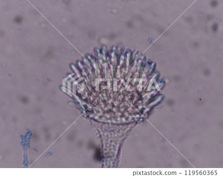 Microscopic image of the tip of Aspergillus oryzae 119560365