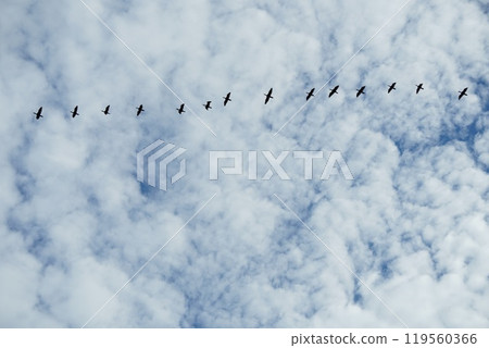 Birds flying in the sky Birds flying in the sky 119560366