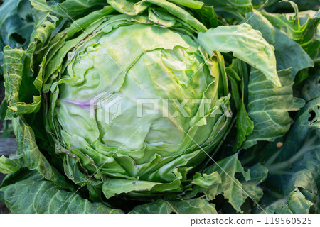 Cabbage in the garden, private farm - green head of cultivated cabbage. French garden vegetables close up 119560525