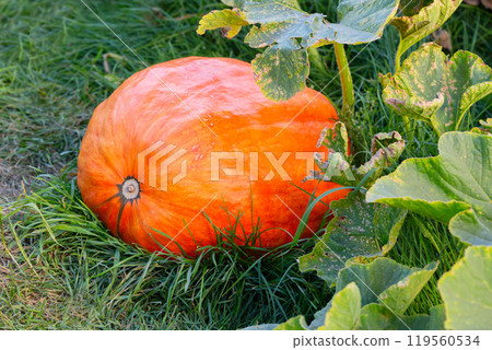 Big orange ripe pumpkin in the garden autumn, harvest 119560534