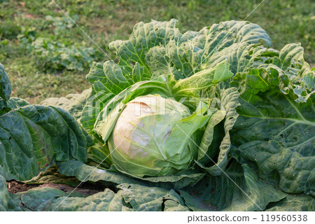 Cabbage in the garden, private farm - green head of cultivated cabbage. French garden vegetables close up Cabbage in the garden, private farm - green head of cultivated cabbage. French garden vegetables close up 119560538