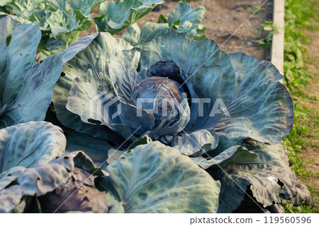 Red cabbage growing in garden. Soon ready to harvest cabbage plant with large green leaves. Lush summer vegetable background. Blue Kraut, Red Kraut or Brassica oleracea. Red cabbage growing in garden. Soon ready to harvest cabbage plant with large green leaves. Lush summer vegetable background. Blue Kraut, Red Kraut or Brassica oleracea. 119560596