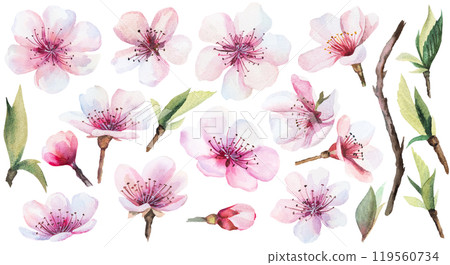 Watercolor light pink cherry flowers, buds and leaves isolated illustration, Sakura wedding element 119560734