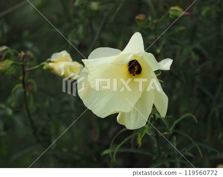 Okra's Flower 119560772
