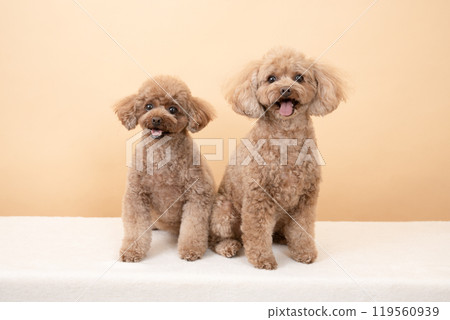 米色背景和兩隻微笑的玩具貴賓犬 119560939