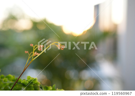 Delta maidenhair fern Adiantum raddianum leaves closeup Delta maidenhair fern Adiantum raddianum leaves closeup 119560967