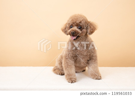 Beige bag and smiling toy poodle 119561033