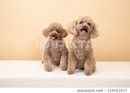 米色背景和兩隻微笑的玩具貴賓犬 米色背景和兩隻微笑的玩具貴賓犬 119561037