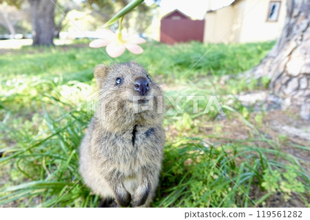 A quokka looking at flowers in the grass 119561282