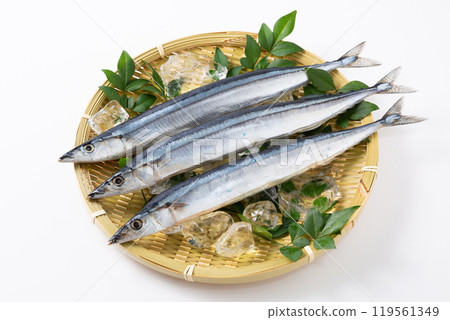 Fresh pacific saury on a colander Fresh pacific saury on a colander 119561349