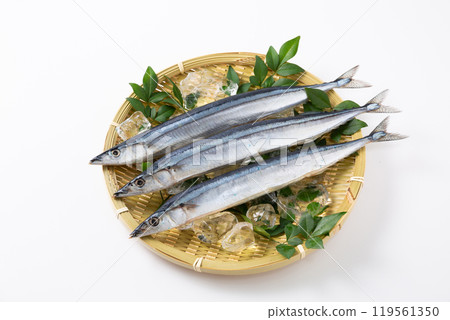 Fresh pacific saury on a colander 119561350