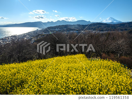 A view of the rapeseed flower fields, Mt. Fuji, and Sagami Bay from the Azumayama Observatory in Ninomiya Town 119561358