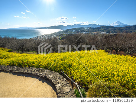 從二宮町東山展望台眺望油菜花田、富士山、相模灣 從二宮町東山展望台眺望油菜花田、富士山、相模灣 119561359