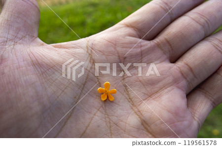 手掌上的桂花 手掌上的桂花 119561578