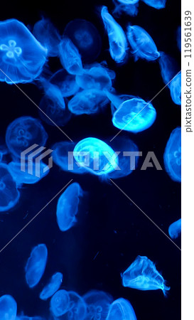 bright jellyfish floating in the dark sea 119561639