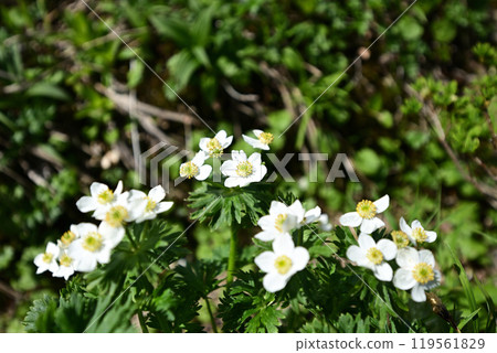 Climbing Mount Hirashira and Mount Sennokura, Gunma Prefecture Climbing Mount Hirashira and Mount Sennokura, Gunma Prefecture 119561829