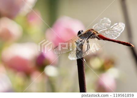 Red dragonfly perched on a flower stem Pink flower background Red dragonfly perched on a flower stem Pink flower background 119561859