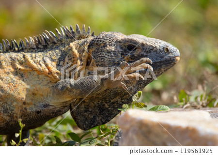 Portrait of iguana walking in the grass of the beach in hot day. 119561925