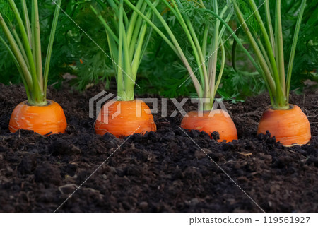 Row of organic orange carrots grow in the kitchen garden. 119561927