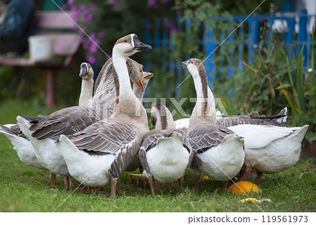 A group of domestic geese is drinking water in the yard. Country bird. 119561973