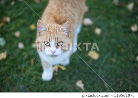 Ginger cat on green grass with yellow leaves. 119561975